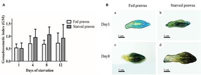 Starvation Promotes Autophagy-Associated Maturation of the Ovary in the Giant Freshwater Prawn, Macrobrachium rosenbergii